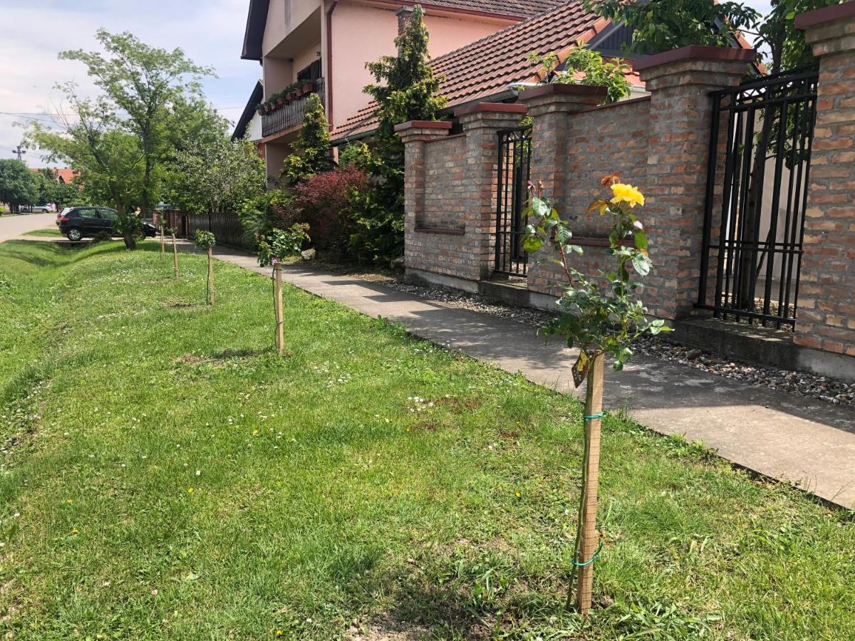 Vila Sunce Morović Extérieur photo